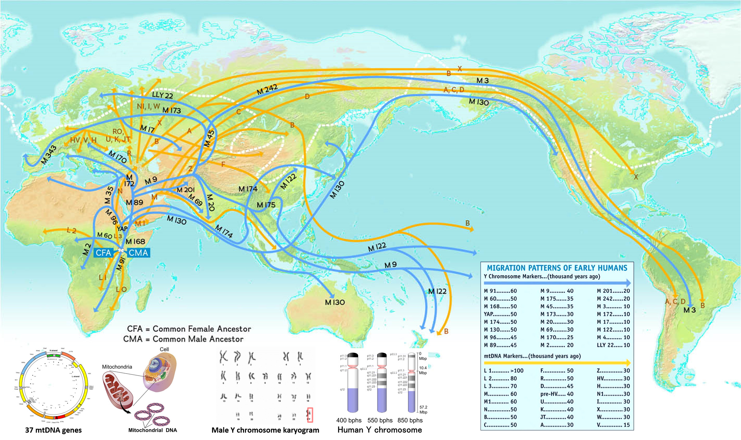 Human genetic migration of female mtDNA versus male Y-chromosome